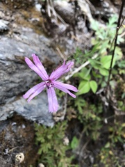 Silene fissipetala