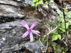 Silene fissipetala