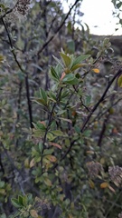 Holodiscus argenteus