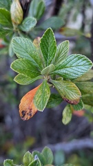 Holodiscus argenteus