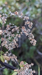 Holodiscus argenteus