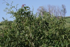 Helinus integrifolius