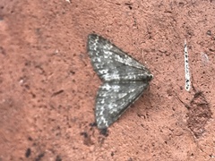 Colostygia multistrigaria