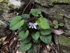 Viola shinchikuensis