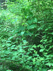 Menispermum canadense