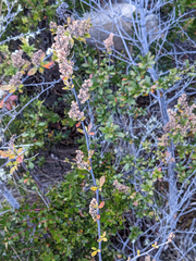 Holodiscus argenteus