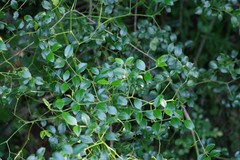 Cassinopsis ilicifolia