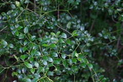 Cassinopsis ilicifolia