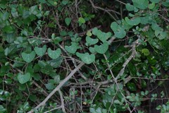 Cissampelos torulosa