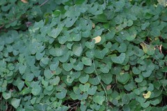 Cissampelos torulosa