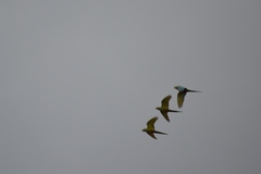 Orthopsittaca manilatus