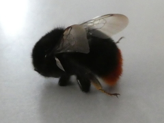 Bombus lapidarius