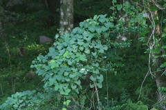 Cissampelos torulosa