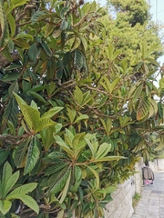 Eriobotrya japonica