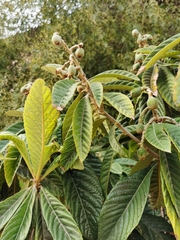 Eriobotrya japonica