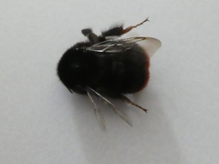 Bombus lapidarius