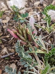 Astragalus incanus