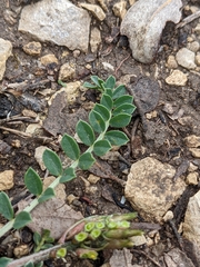 Astragalus incanus