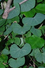 Cissampelos torulosa