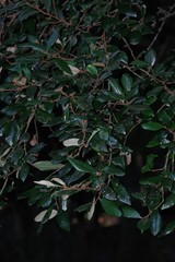 Trichocladus ellipticus