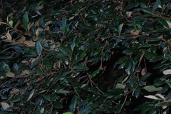 Trichocladus ellipticus