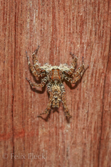 Portia labiata