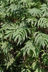 Melianthus dregeanus