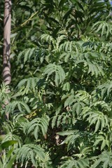 Melianthus dregeanus