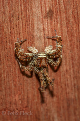 Portia labiata