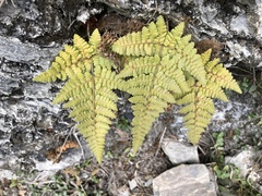 Hypodematium crenatum