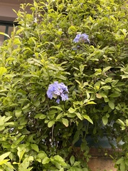 Plumbago auriculata