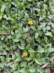 Sphagneticola trilobata