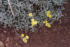 Helichrysum argyrophyllum
