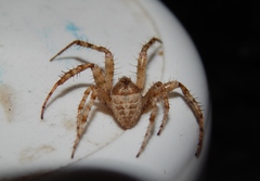 Pararaneus cyrtoscapus