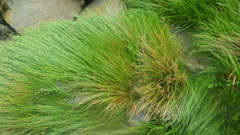 Eleocharis bonariensis