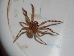Pararaneus cyrtoscapus