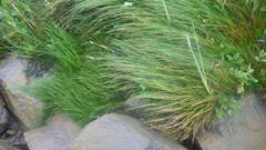 Eleocharis bonariensis