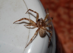 Pararaneus cyrtoscapus