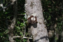 Charaxes xiphares