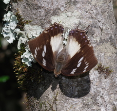 Charaxes xiphares