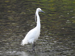 Egretta garzetta