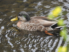 Anas platyrhynchos × zonorhyncha