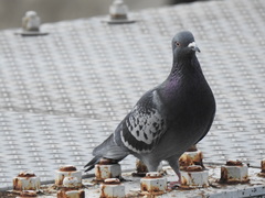 Columba livia domestica