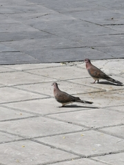 Streptopelia senegalensis