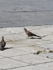 Streptopelia senegalensis
