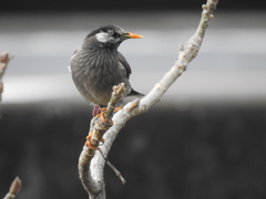 Spodiopsar cineraceus