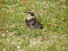 Turdus eunomus