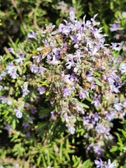 Salvia rosmarinus