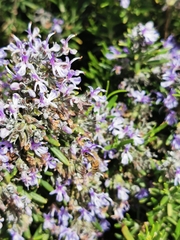 Salvia rosmarinus