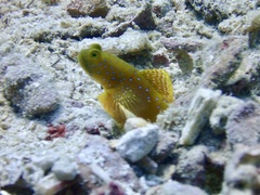 Cryptocentrus cinctus